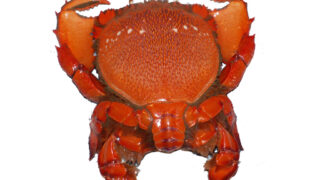 旭蟹（あさひがに）