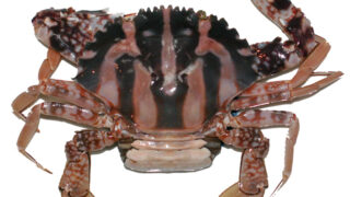 おすすめ旬の幸:とらがに　年中