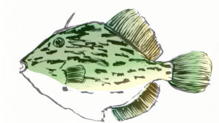 かわはぎ