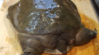 極上!!天然スッポン