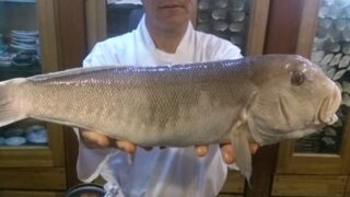 幻の白甘鯛（シロアマダイ）