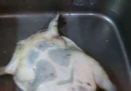 宮崎のすっぽん