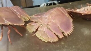 ぱっちんえび(うちわ海老)