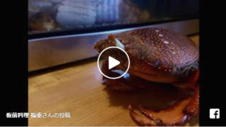 アサヒガニ動画　前後に歩く愛らしい動画
