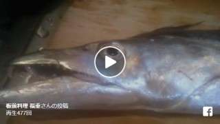 太刀動画　長さ1m30cm！　迫力の鱧