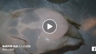 天然のすっぽん貴重動画 秘儀「でんぐり返し」