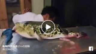 とらふぐがプックリと膨れる様子を動画で